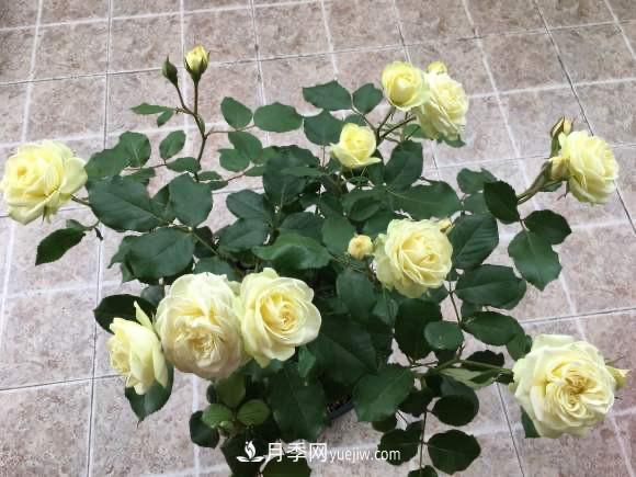 冬春养“奶油龙沙”月季，花型似玫瑰，价廉还好打理(图3)
