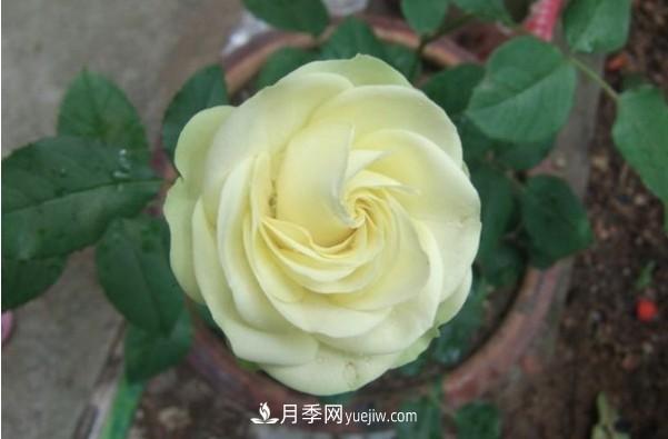冬春养“奶油龙沙”月季，花型似玫瑰，价廉还好打理(图2)