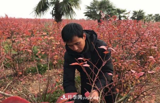 安徽凤阳：一村一品特色种植业 种出幸福花(图1)