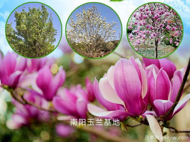 南阳玉兰基地：紫玉兰的园林用途和功效作用(图1)