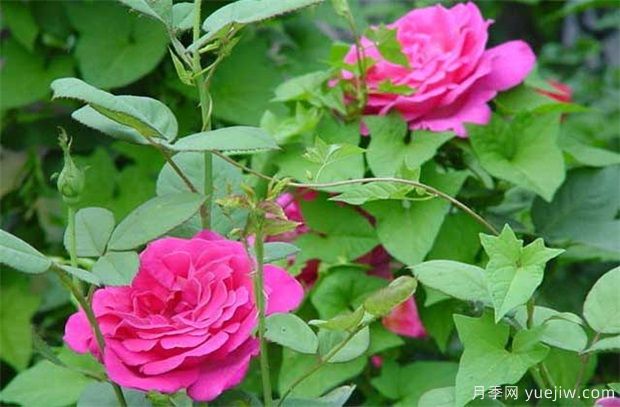 藤本月季和藤本蔷薇哪个比较好养？蔷薇养殖与注意事项(图1)