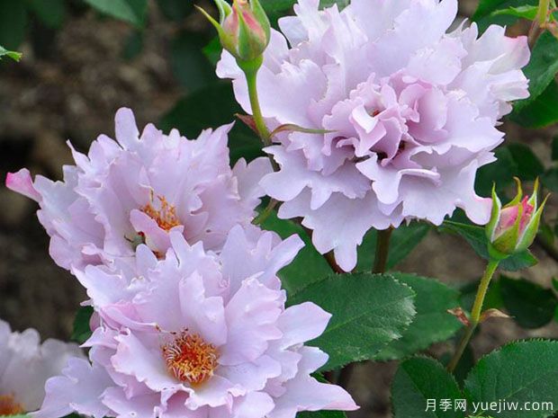 玫瑰时装月季