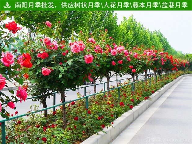 中国有多少个城市？让月季花开美天下(图1)