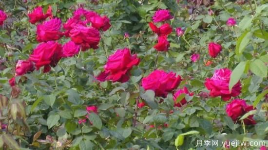 南宁市花卉公园三万株月季盛开 邂逅绿城冬日的小浪漫(图3)