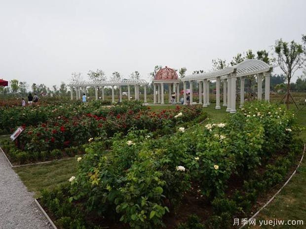 月季名园：天津武清京滨玫瑰庄园(图3)