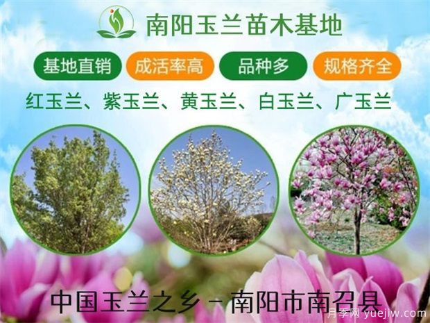 南阳南召发展苗木集群 玉兰产业成增收支柱(图1)