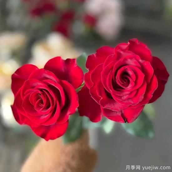 花店常备的15种红玫瑰是什么？有什么优缺点？(图8)
