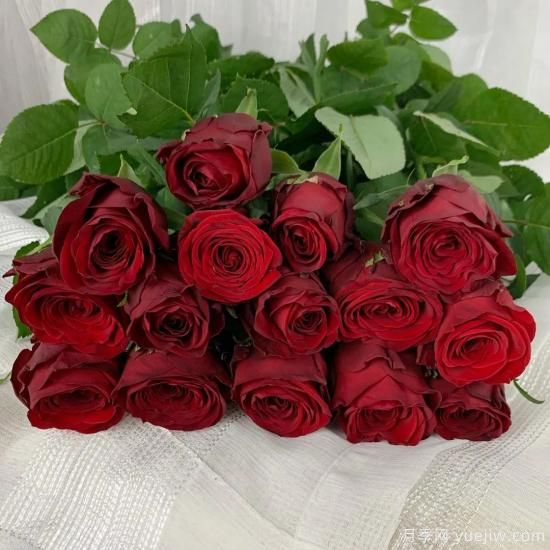花店常备的15种红玫瑰是什么？有什么优缺点？(图11)