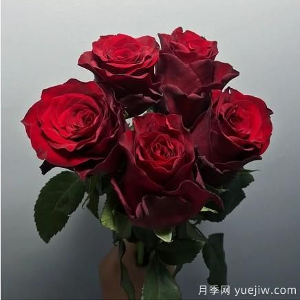 花店常备的15种红玫瑰是什么？有什么优缺点？(图10)