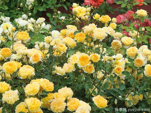 黄色系藤本月季品种，这5款的知名度最高(图5)