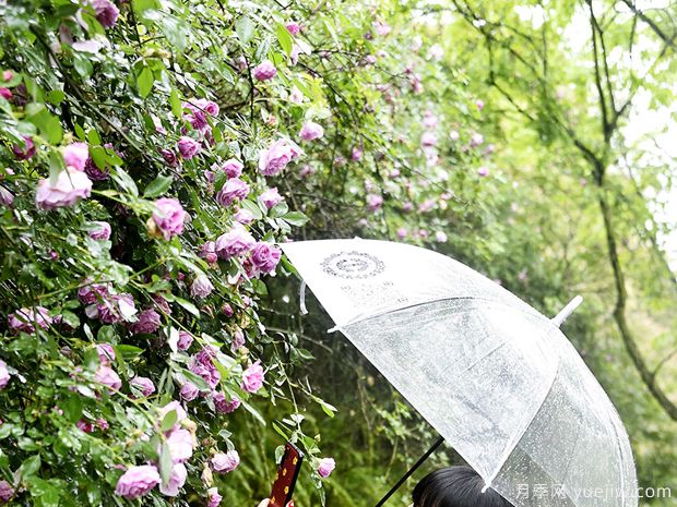 重庆涪陵月季花开 雨中绽放别有韵味(图1)