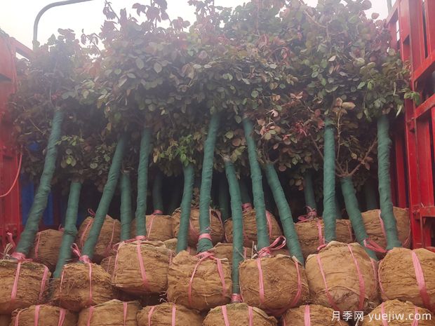 200棵精品4公分5公分月季树发往安徽绿化(图1)
