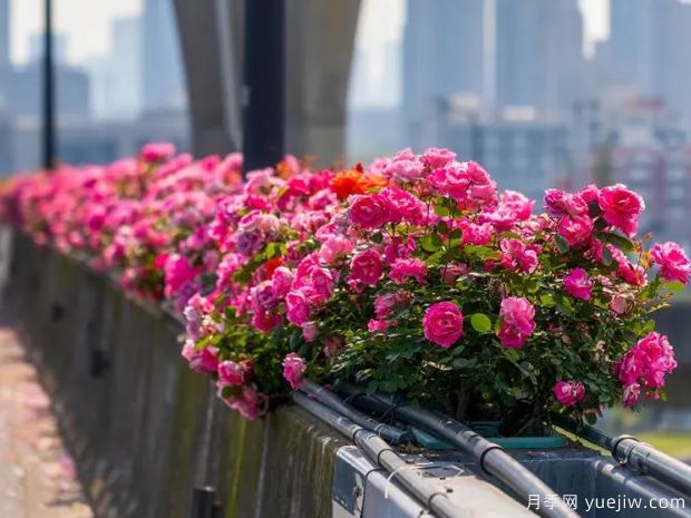 杭州高架月季盛开，200万株月季花装扮空中花廊(图1)