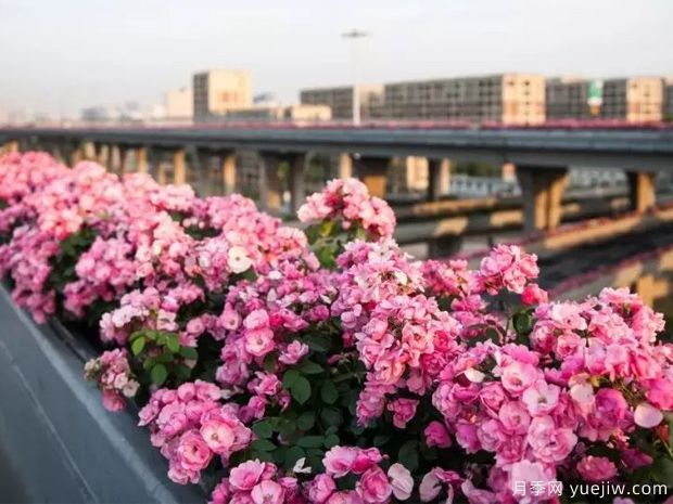 杭州高架月季盛开，200万株月季花装扮空中花廊(图2)