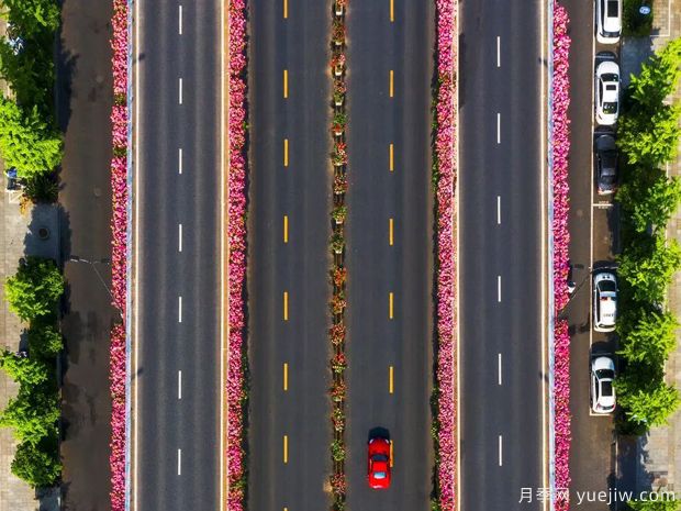 杭州高架月季盛开，200万株月季花装扮空中花廊(图5)