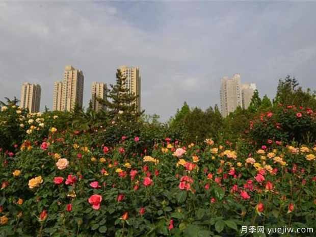 郑州月季市花文化和景观图集(图7)