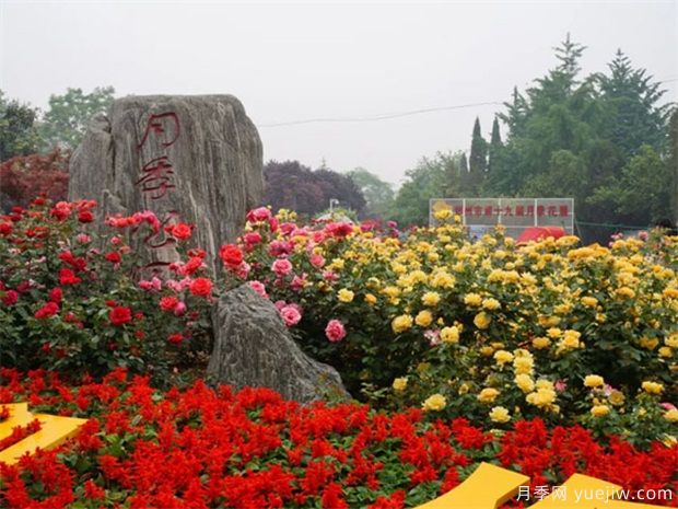 郑州月季市花文化和景观图集(图3)