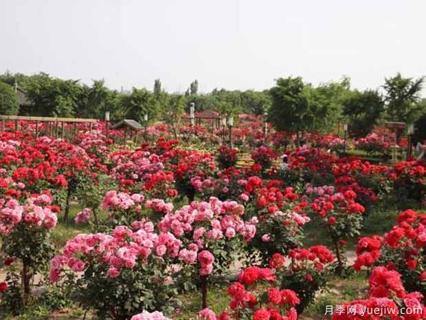 郑州月季市花文化和景观图集(图4)