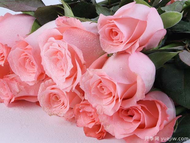 浅粉色玫瑰为什么叫戴安娜，有什么含义？(图1)
