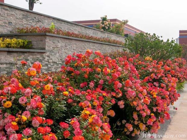 潍坊月季市花文化和景观图集(图4)
