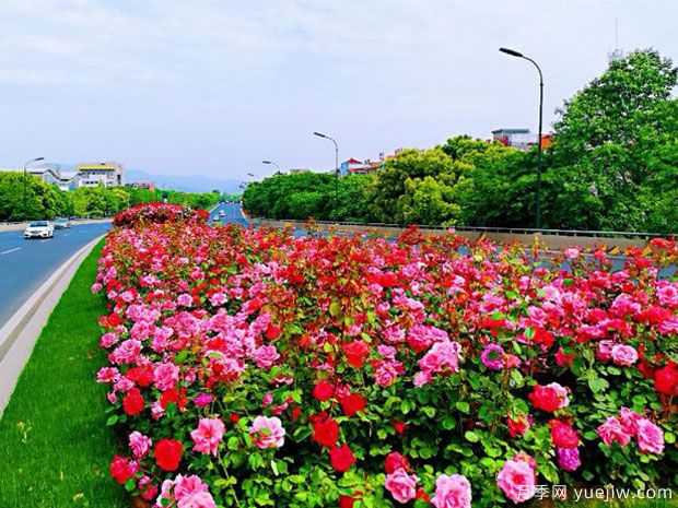 义乌月季市花文化和景观图集(图2)