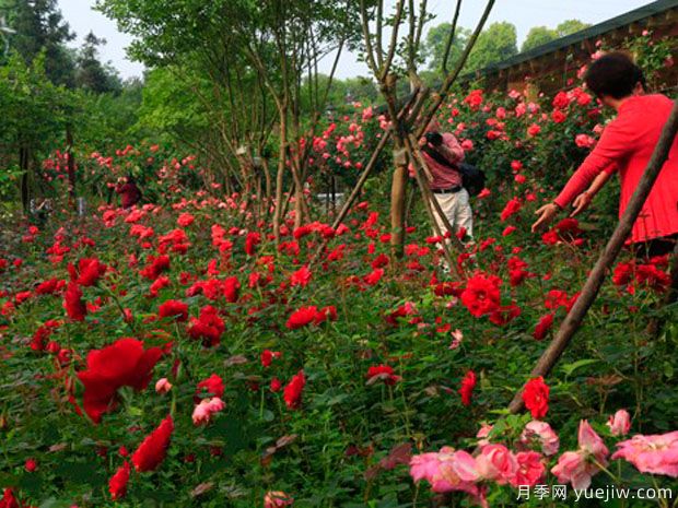郴州月季市花文化和景观图集(图2)