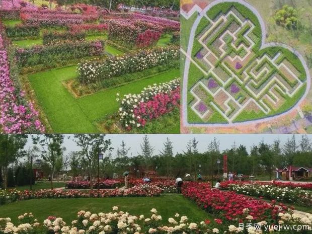 沧州月季市花文化和景观图集(图3)