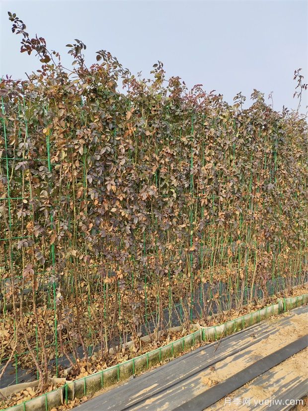 红色欧月蒂娜月季网片打造安徽花墙景观(图2)