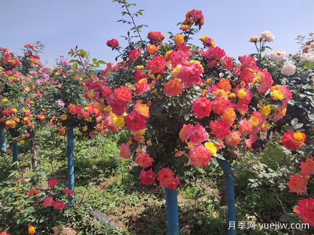 五色藤彩虹树状月季多规格美化园林庭院(图2)