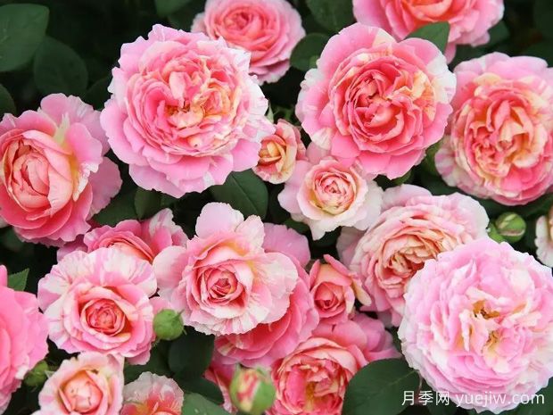 老婆生日送玫瑰花攻略：选几朵才能甜到心里(图1)