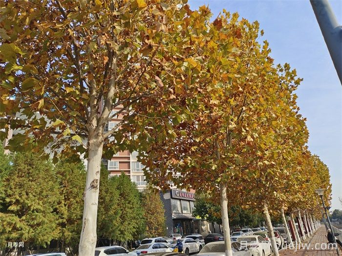 未来缺货的苗木有哪些？盘点有钱景的树木(图2)