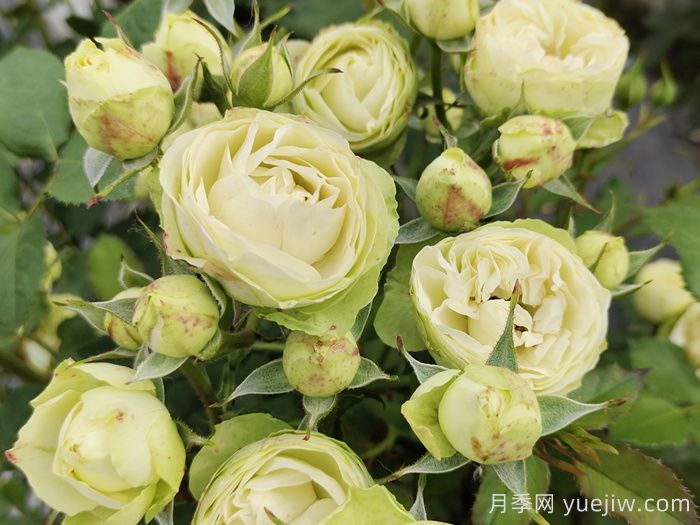 奶油龙沙宝石月季，月光般的温柔(图1)