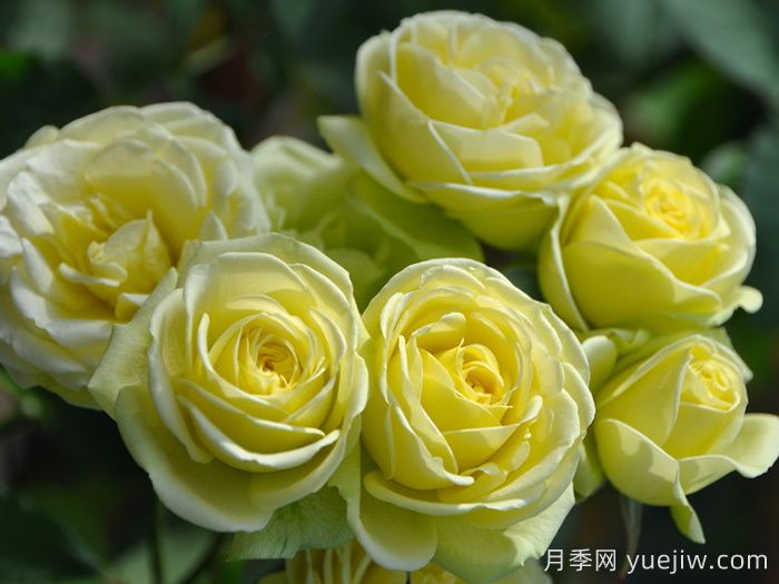 奶油龙沙宝石月季，月光般的温柔(图2)