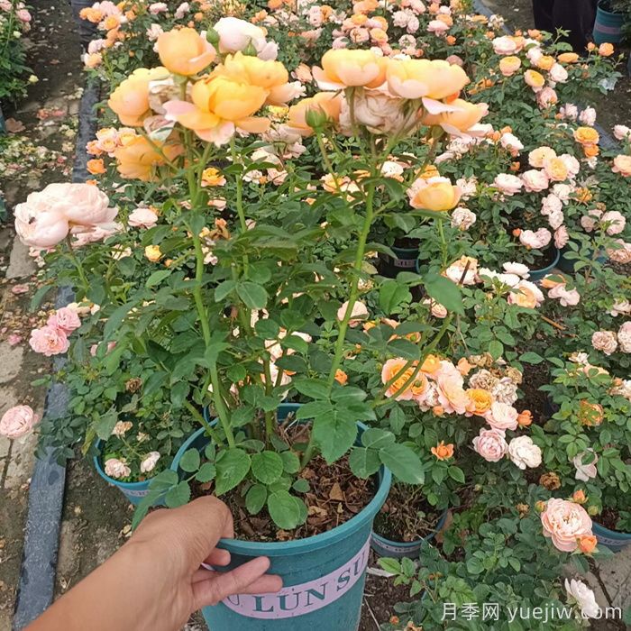 果汁阳台月季,露台必选月季,如何开满盆!(图1) 果汁阳台月季,露台必选月季,如何开满盆!(图1)