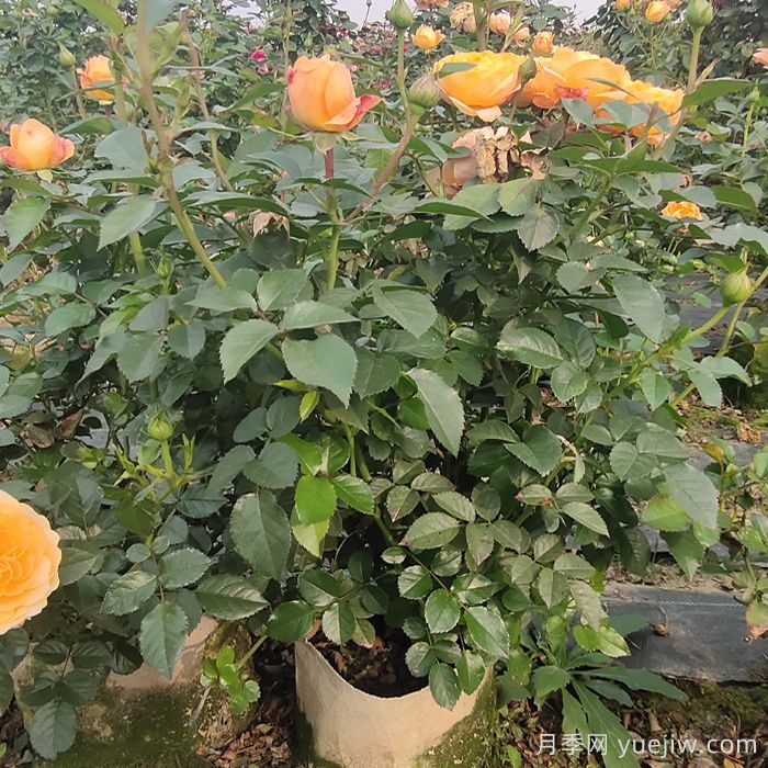 果汁阳台月季,露台必选月季,如何开满盆!(图2) 果汁阳台月季,露台必选月季,如何开满盆!(图2)