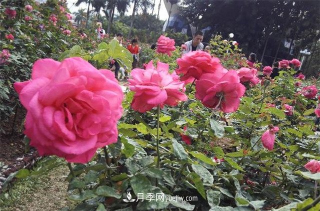 好多年没到深圳人民公园看月季花展了，不知今年如何(图1)