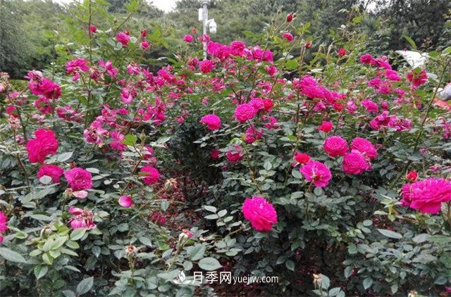 好多年没到深圳人民公园看月季花展了，不知今年如何(图2)