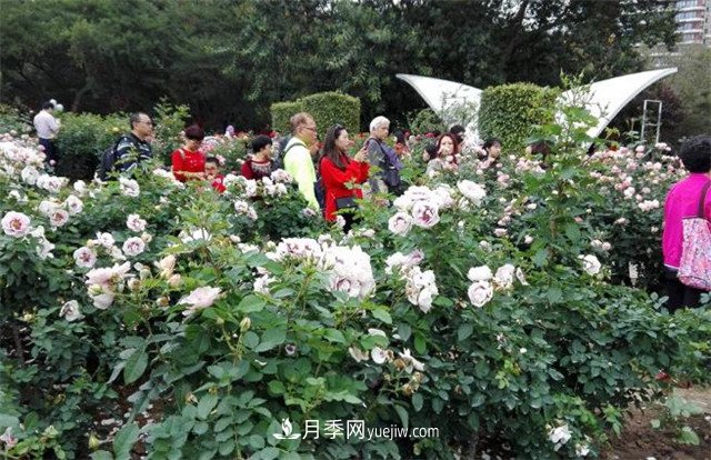 好多年没到深圳人民公园看月季花展了，不知今年如何(图3)