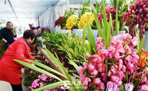 江苏如皋：花卉市场积极备货 鲜花烂漫俏迎春(图1)