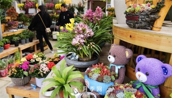 江苏如皋：花卉市场积极备货 鲜花烂漫俏迎春(图2)