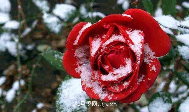 冬季月季为什么要修剪？修剪时应注意几点？(图1)