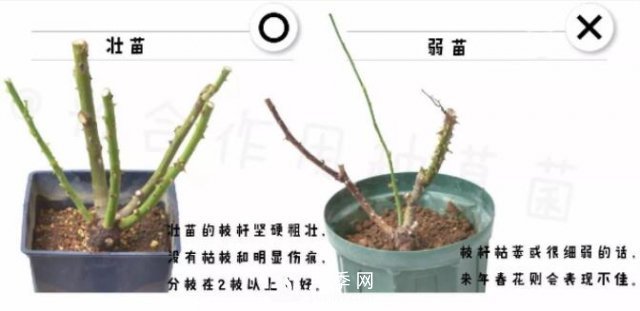 月季裸根苗的种植方法（详细图解）(图2)