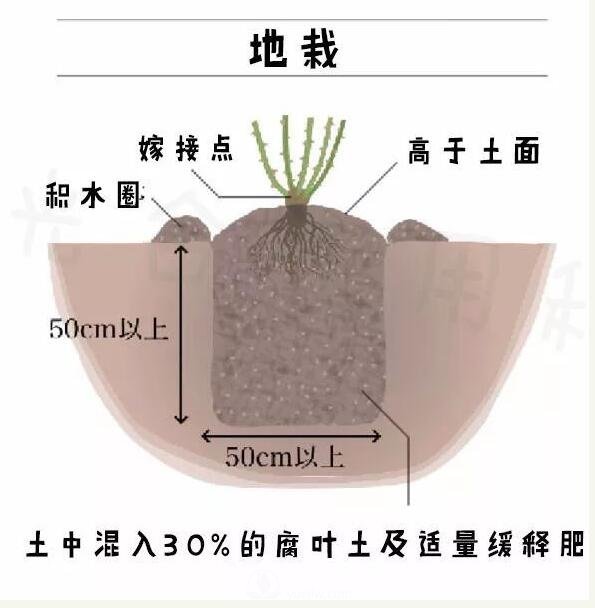 月季裸根苗的种植方法（详细图解）(图3)