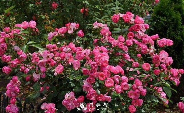 适合夏季的藤本月季品种 35℃也能赏花！(图3)