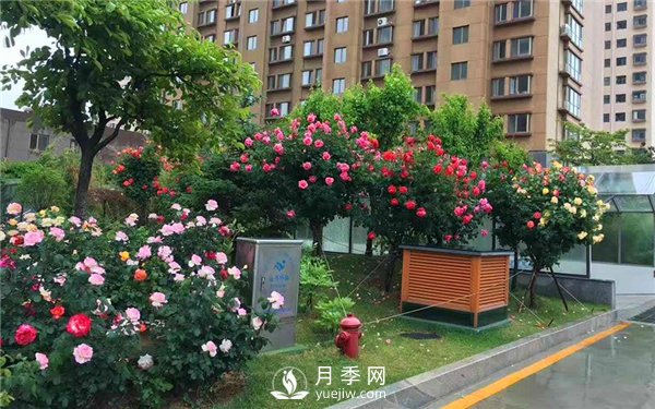郑州街头的的树状月季(图3)