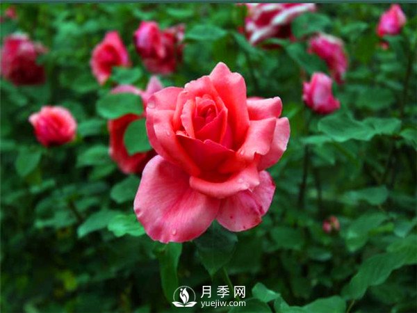 杭州高架“网红月季花”都有那些品种？(图4)