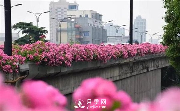 杭州高架“网红月季花”都有那些品种？(图1)