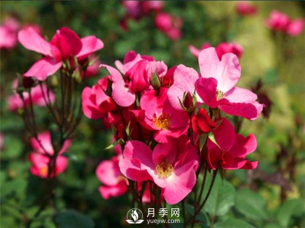 杭州高架“网红月季花”都有那些品种？(图6)