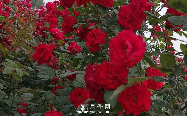 河南方城博望镇月季园里月月红(图2)