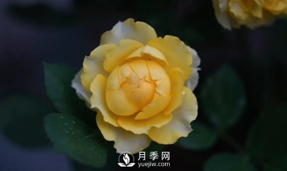 金丝雀月季适合在广州养的经典大花月季(图1)